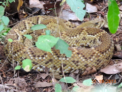 Crotalus basiliscus