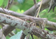 Draco timoriensis