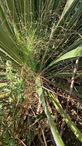 witch grass