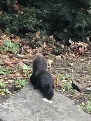 Sciurus carolinensis