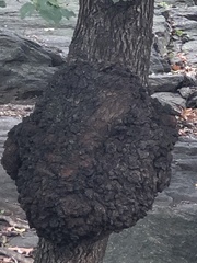 Agrobacterium radiobacter