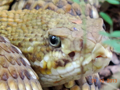 Crotalus basiliscus