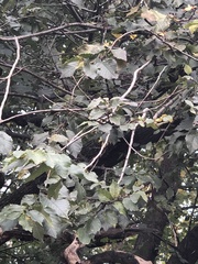 Agrobacterium radiobacter