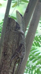 Lamprolepis smaragdina