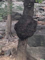 Agrobacterium radiobacter