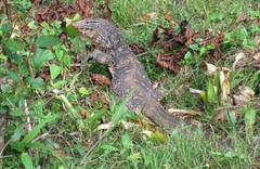 Varanus salvator salvator