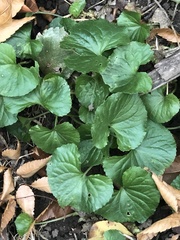 Viola sororia