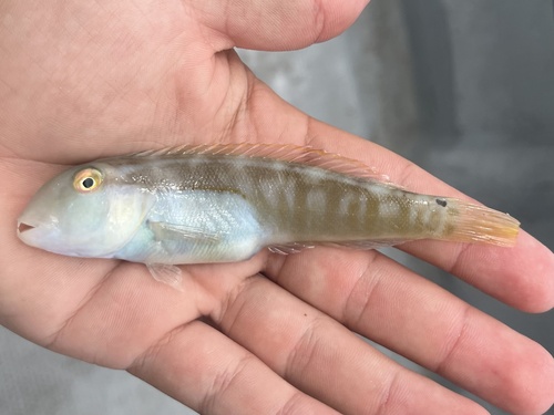 Cymolutes praetextatus, 2025-08-31