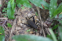 Teleogryllus derelictus