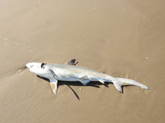 Carcharhinus isodon
