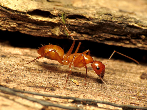 Chestnut Carpenter Ant
