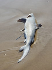 Carcharhinus isodon