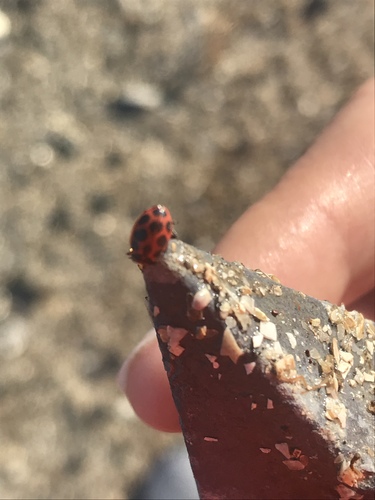 Western Seaside Lady Beetle