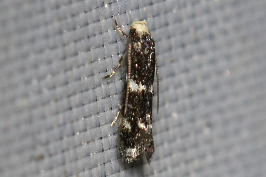 Southern Dwarf