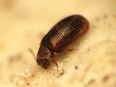 Derodontus esotericus