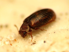 Derodontus esotericus