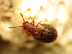 Derodontus esotericus