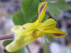 Corydalis ochotensis