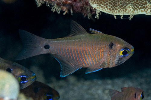 Twinspot cardinalfish (Taeniamia biguttata) — Apogonidae — 3
