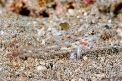 Blacktip Sandgoby photo 2