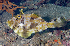 Blotchy Filefish photo 2