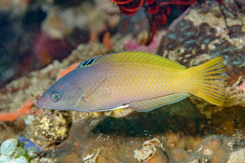 Tweekleur-lipvis (Halichoeres prosopeion) — Labridae