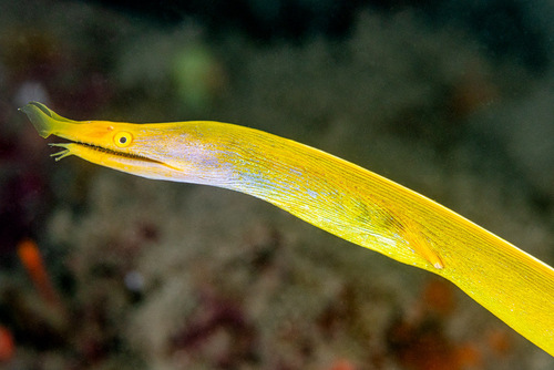 Black leafnosed moray eel (Rhinomuraena quaesita) — Muraenidae — 2