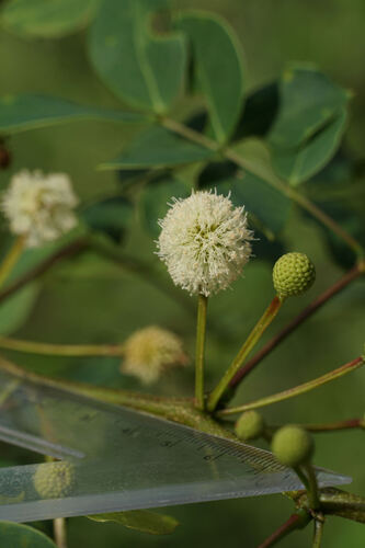 Leucaena trichodes