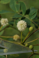 Leucaena trichodes