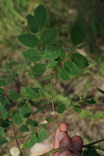 Leucaena trichodes, photograph 2