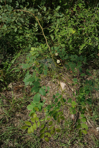 Leucaena trichodes, photograph 3