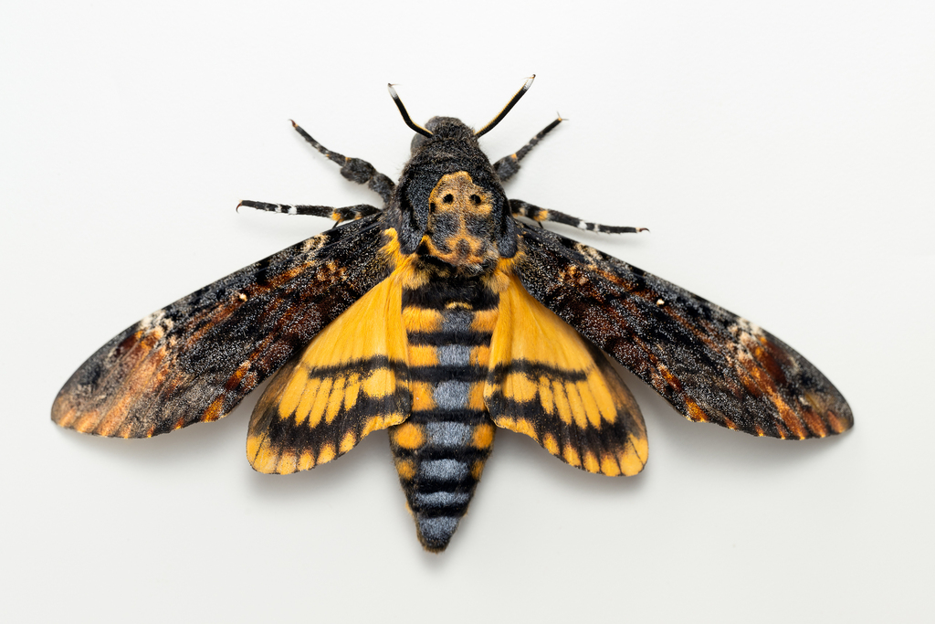 Death's Head Hawkmoth, photo 1 of 10