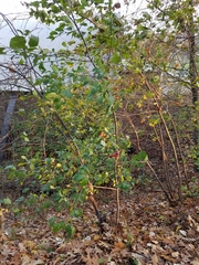 Rhamneae