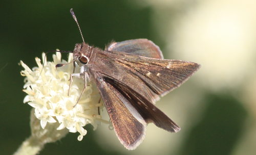 Subspecies Lerodea eufala concepcionis · iNaturalist