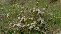 Pimelea pseudolyallii