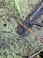 Azolla caroliniana