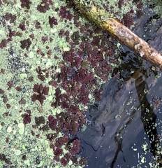 Azolla caroliniana