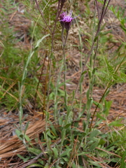 Carphephorus tomentosus