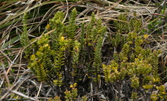 Pimelea traversii traversii