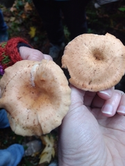 Paralepista