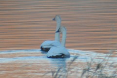 Cygnus columbianus columbianus
