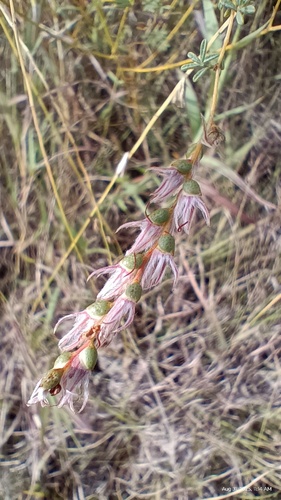 Nine-anther Prairie Clover
