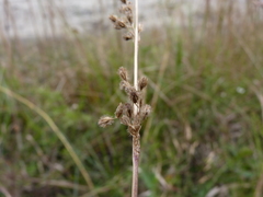 Anthenantia rufa