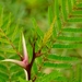 Acacia dolichocephala