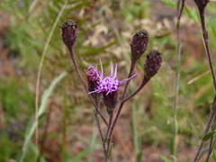 Carphephorus tomentosus
