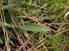 Carphephorus tomentosus