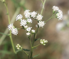 Bahieae