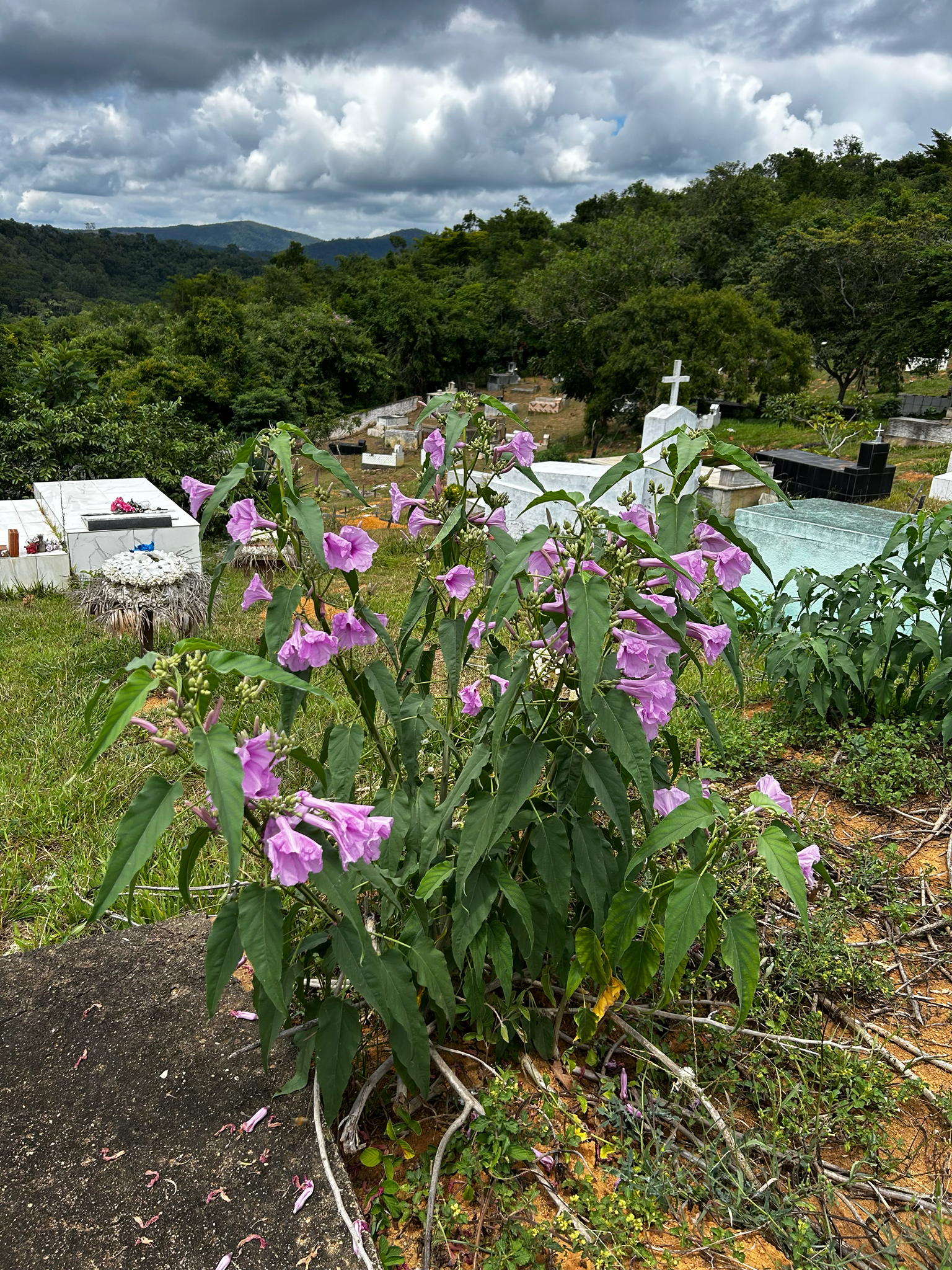 Ipomoea carnea