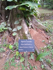 Ficus clusiifolia