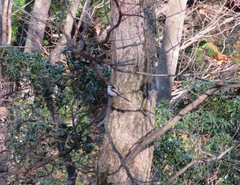 Aegithalos caudatus